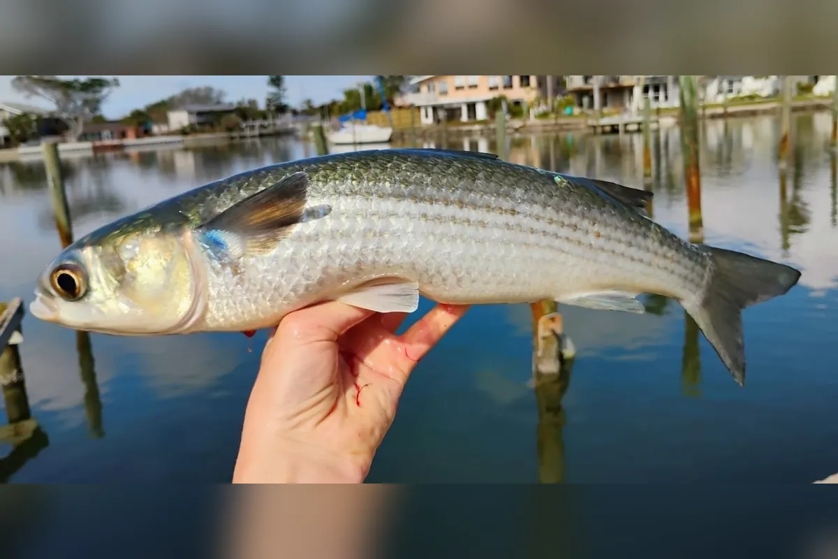 Striped mullet held over a canal