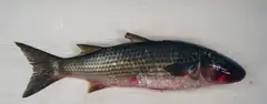 Striped mullet (Mugil cephalus), the fish cut into chunks for bait