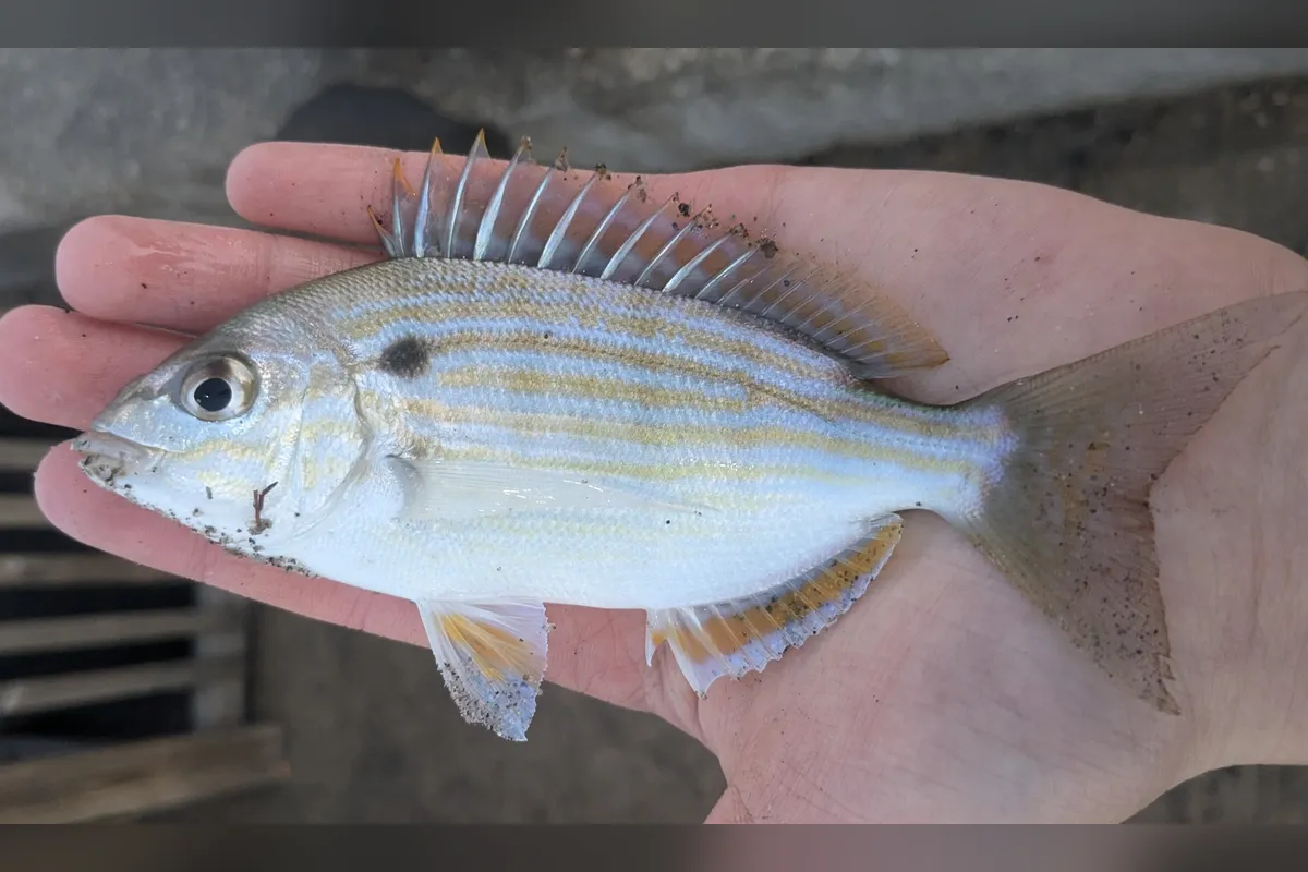 Pinfish held in an open hand