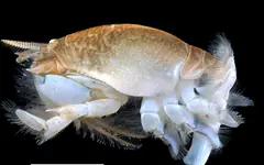 Atlantic mole crab, or sand flea (Emerita talpoida)