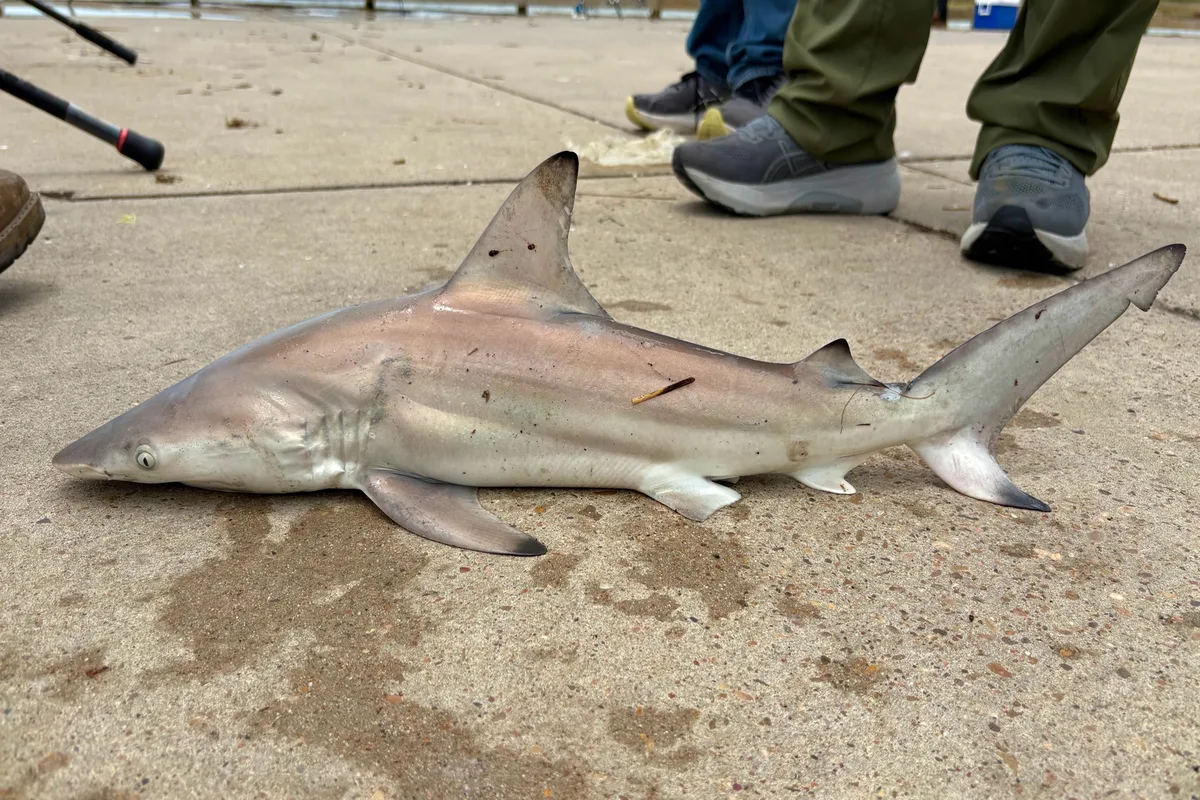 Live blacktip shark swimming