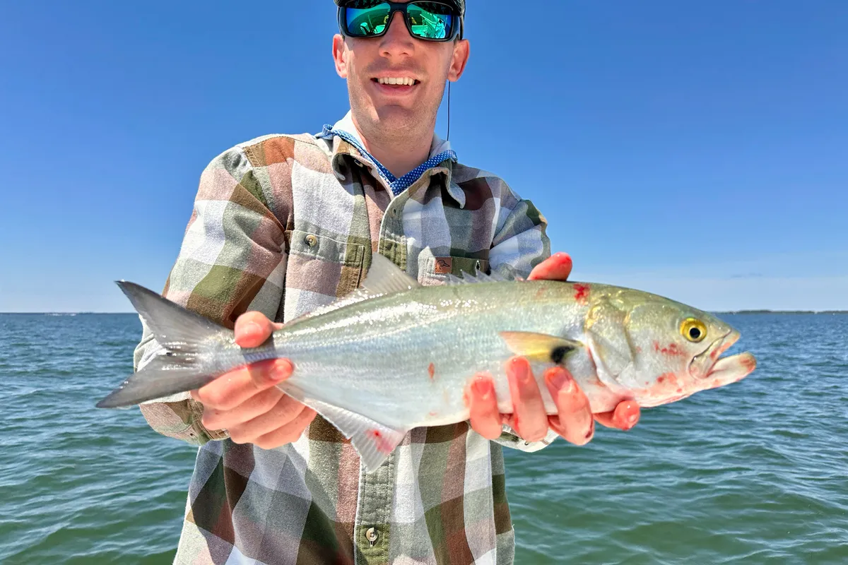 Angler holding a bluefish on the water