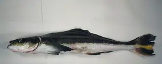 Cobia, side view