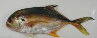 Crevalle jack, side view