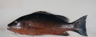 Mangrove snapper, side view