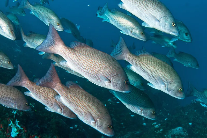 Mangrove snapper, side view