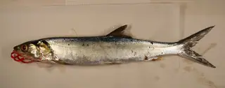 Ladyfish, side view
