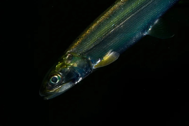 Ladyfish, side view