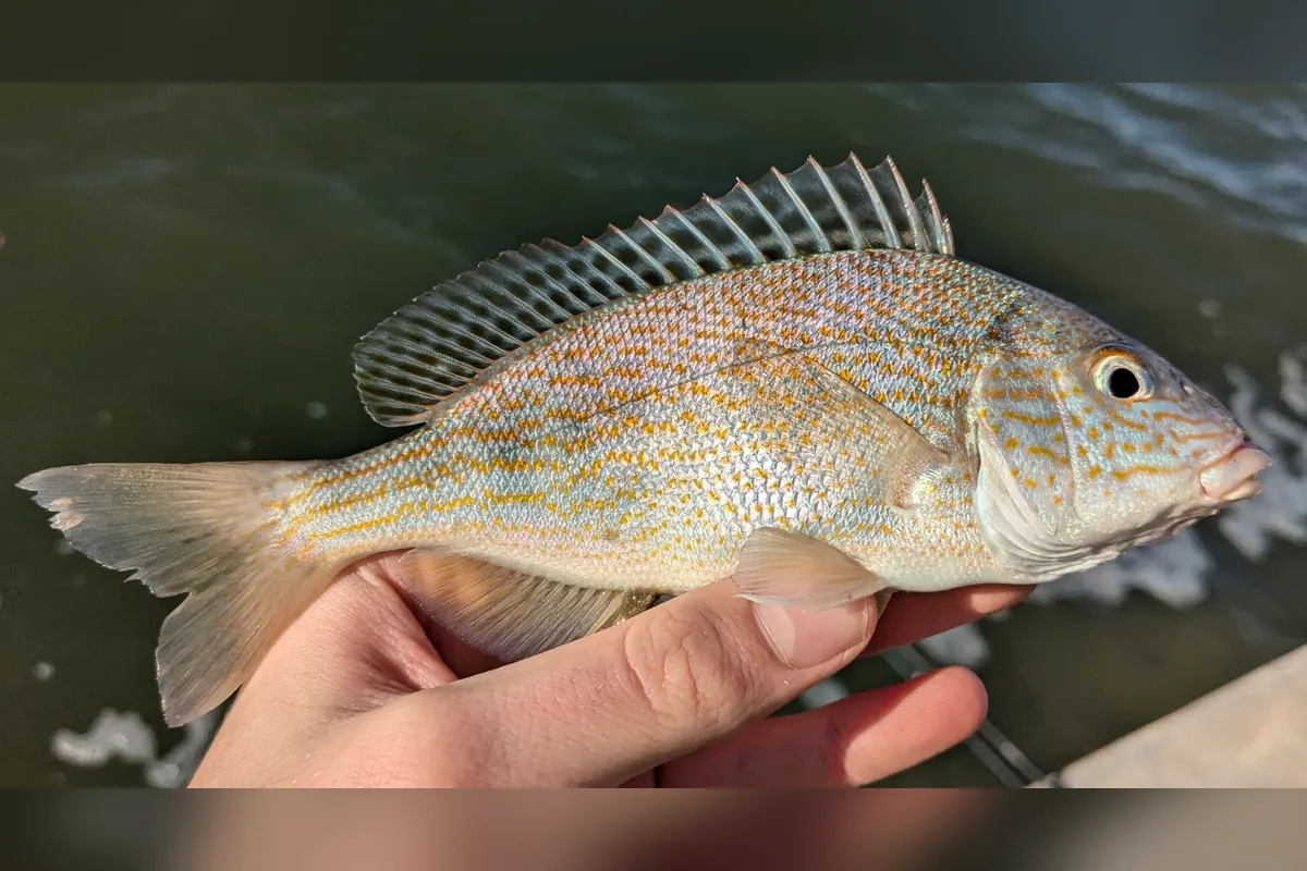 Pigfish held over the water