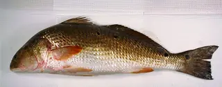Redfish, side view