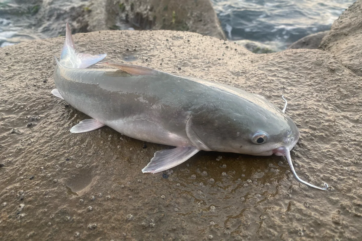Large hardhead sea catfish on the rocks