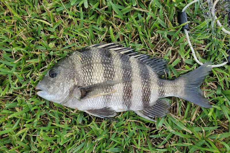 Sheepshead, side view
