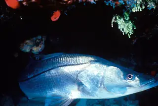Snook swimming