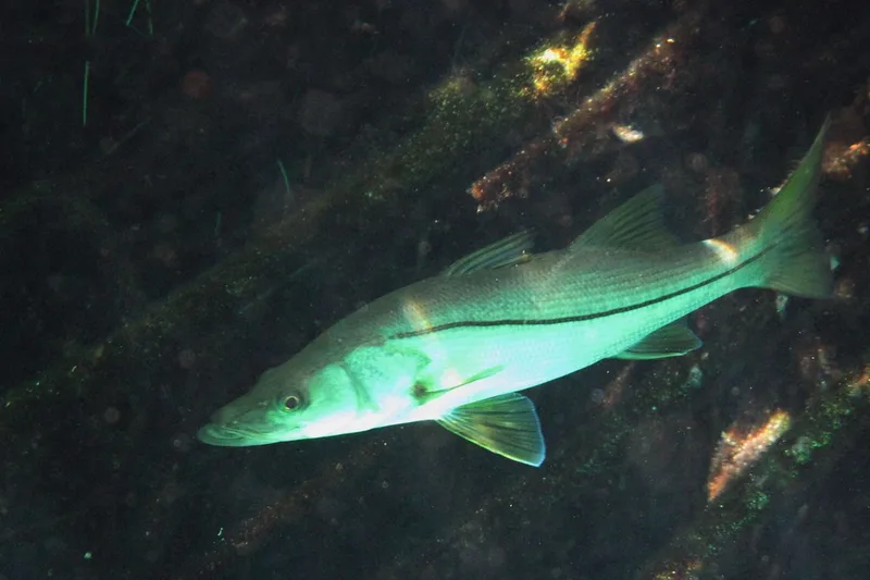 Snook swimming