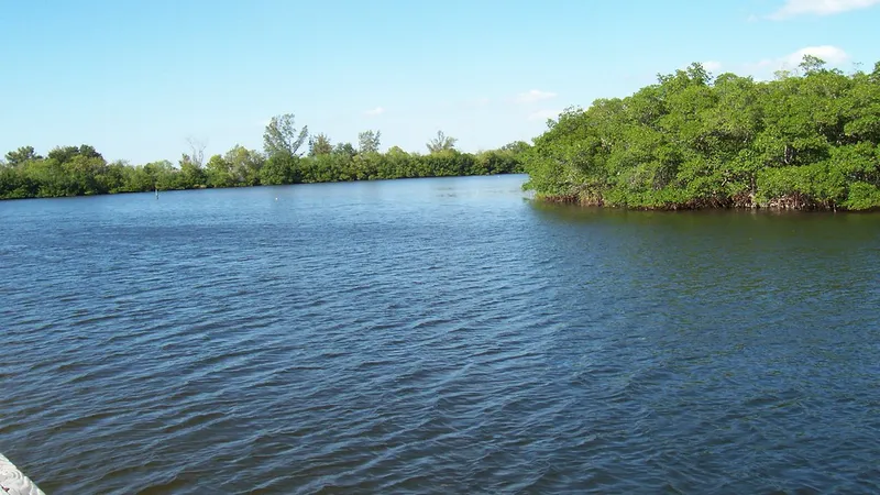 Calm bay water and mangroves at E.G. Simmons Park in Ruskin