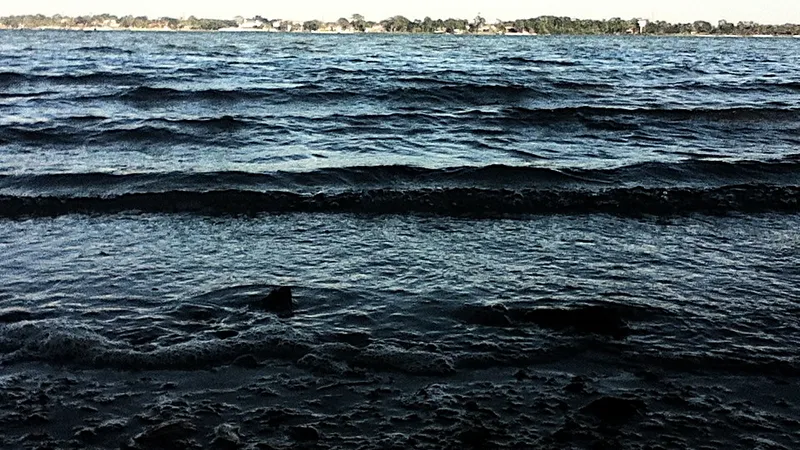Waves along the Old Tampa Bay shoreline at Philippe Park