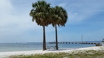 Palm trees on the beach at Picnic Island Park, with the pier in the background