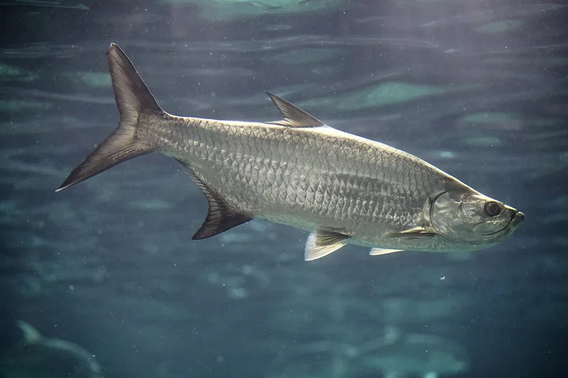 Tarpon swimming