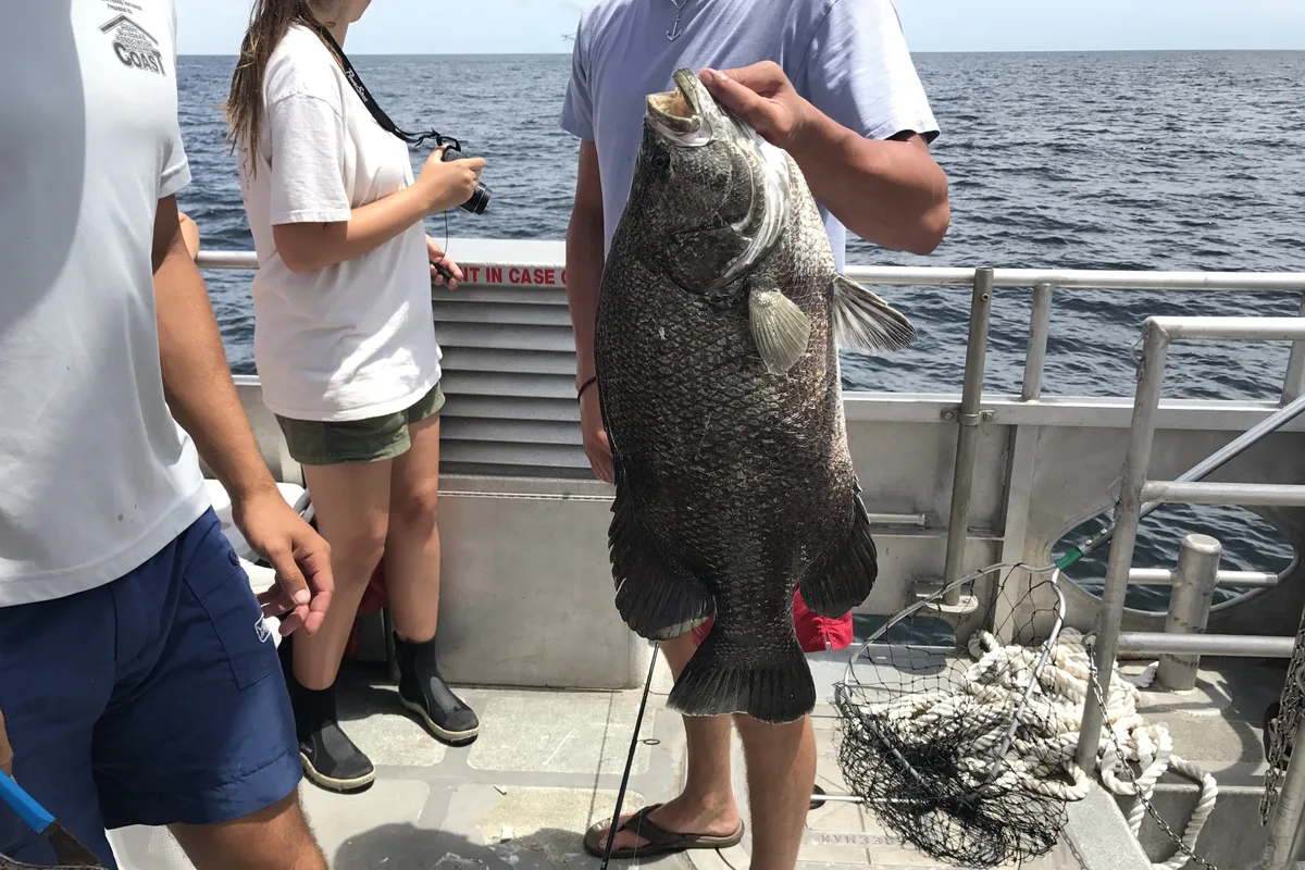 Angler on a boat holding a big tripletail